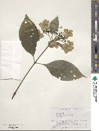 Hydrangea serrata image