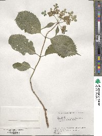 Hydrangea serrata image