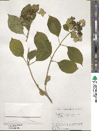 Hydrangea serrata image