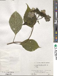 Hydrangea serrata image