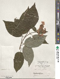 Hydrangea strigosa image