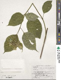 Hydrangea serrata image