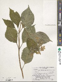 Hydrangea serrata var. yesoensis image