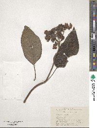 Hydrangea aspera image