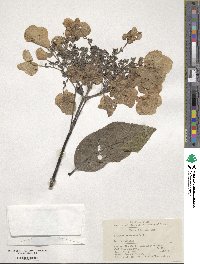 Hydrangea xanthoneura image