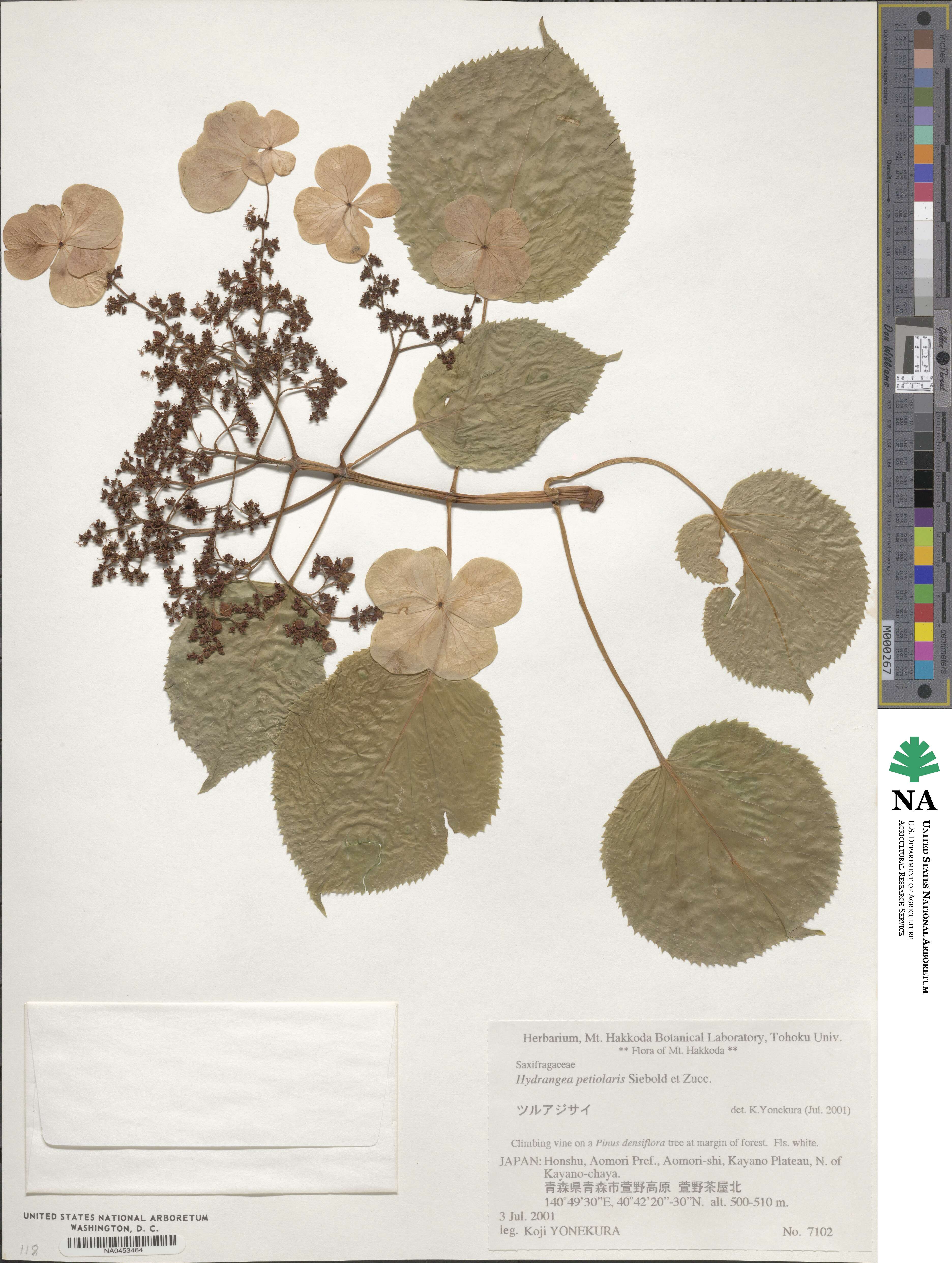 Hydrangea anomala subsp. petiolaris image