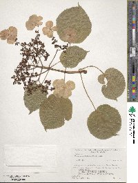 Hydrangea anomala subsp. petiolaris image