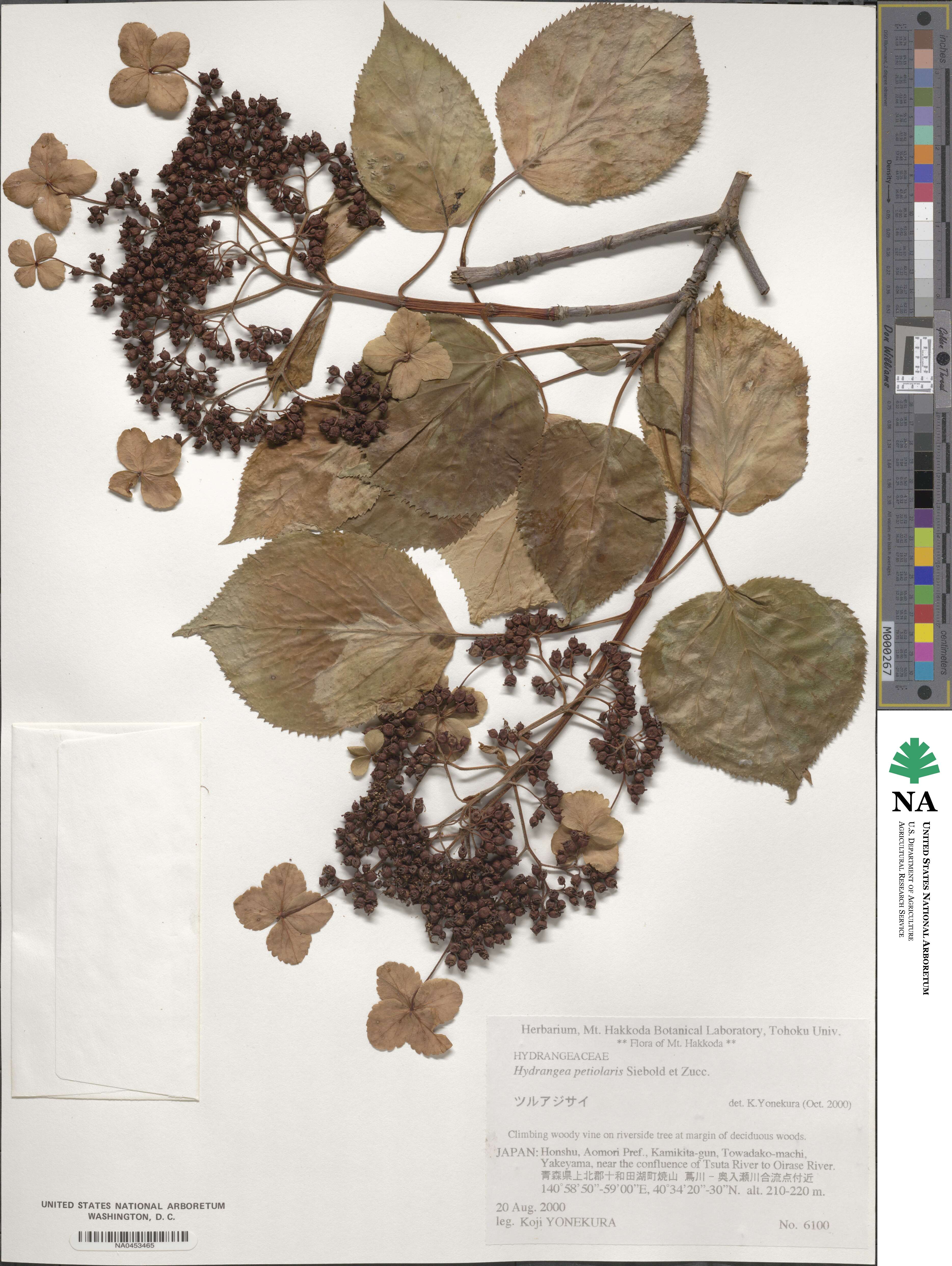 Hydrangea anomala image