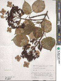 Hydrangea anomala image