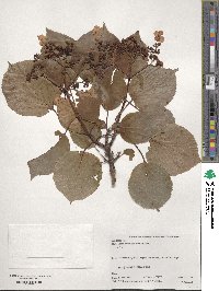 Hydrangea anomala image