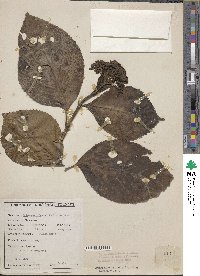 Hydrangea robusta image