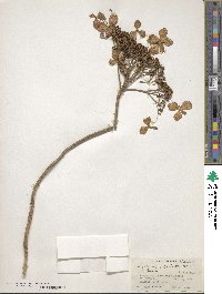 Hydrangea robusta image