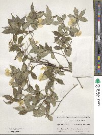 Hydrangea scandens image