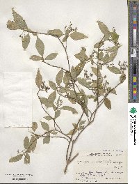 Hydrangea scandens image