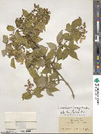 Hydrangea scandens image