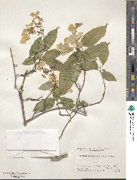 Hydrangea scandens image