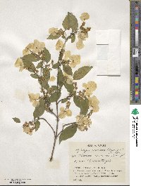 Hydrangea scandens image