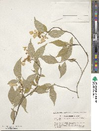 Hydrangea scandens image