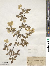 Hydrangea scandens image