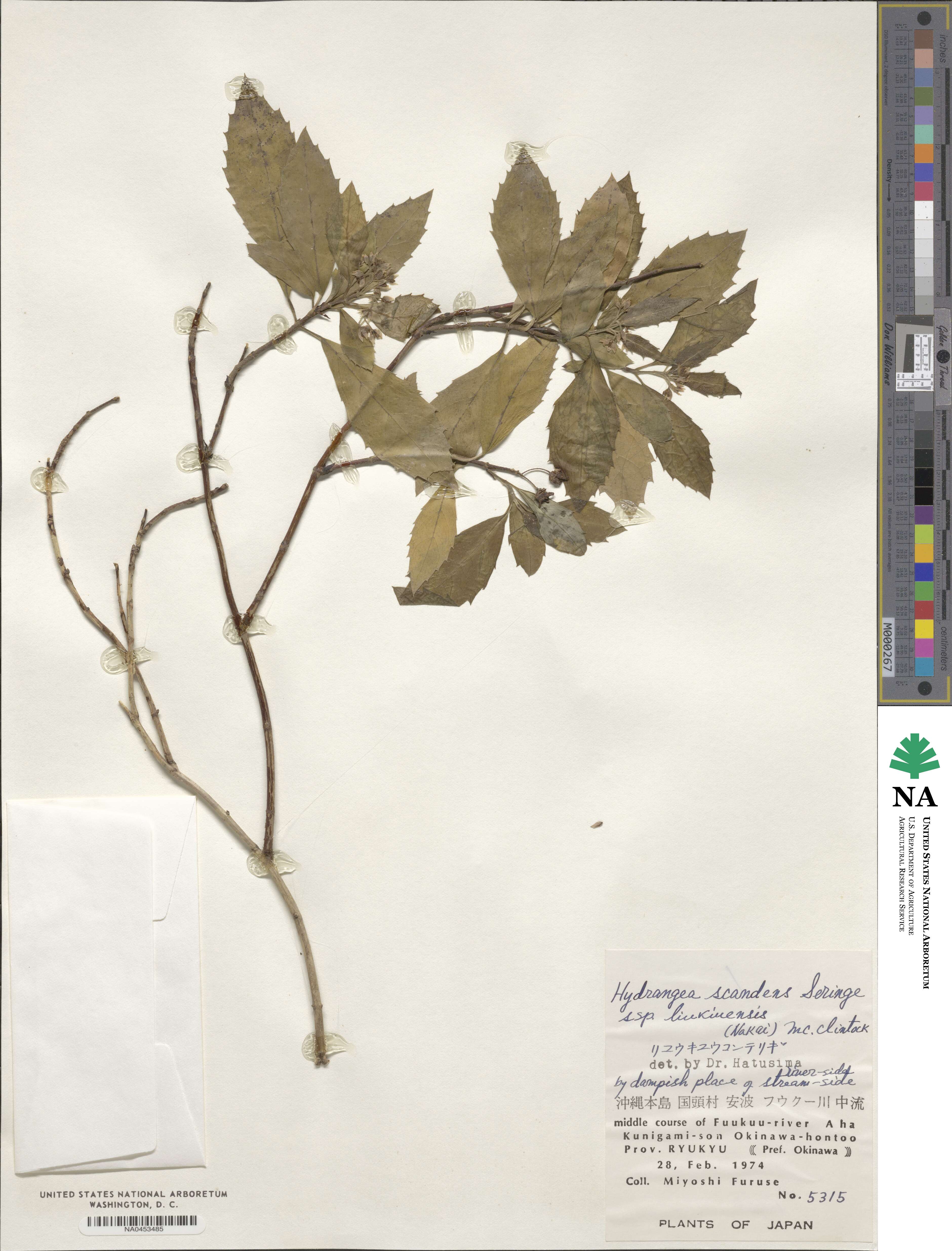 Hydrangea scandens image