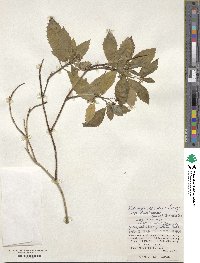 Hydrangea scandens image