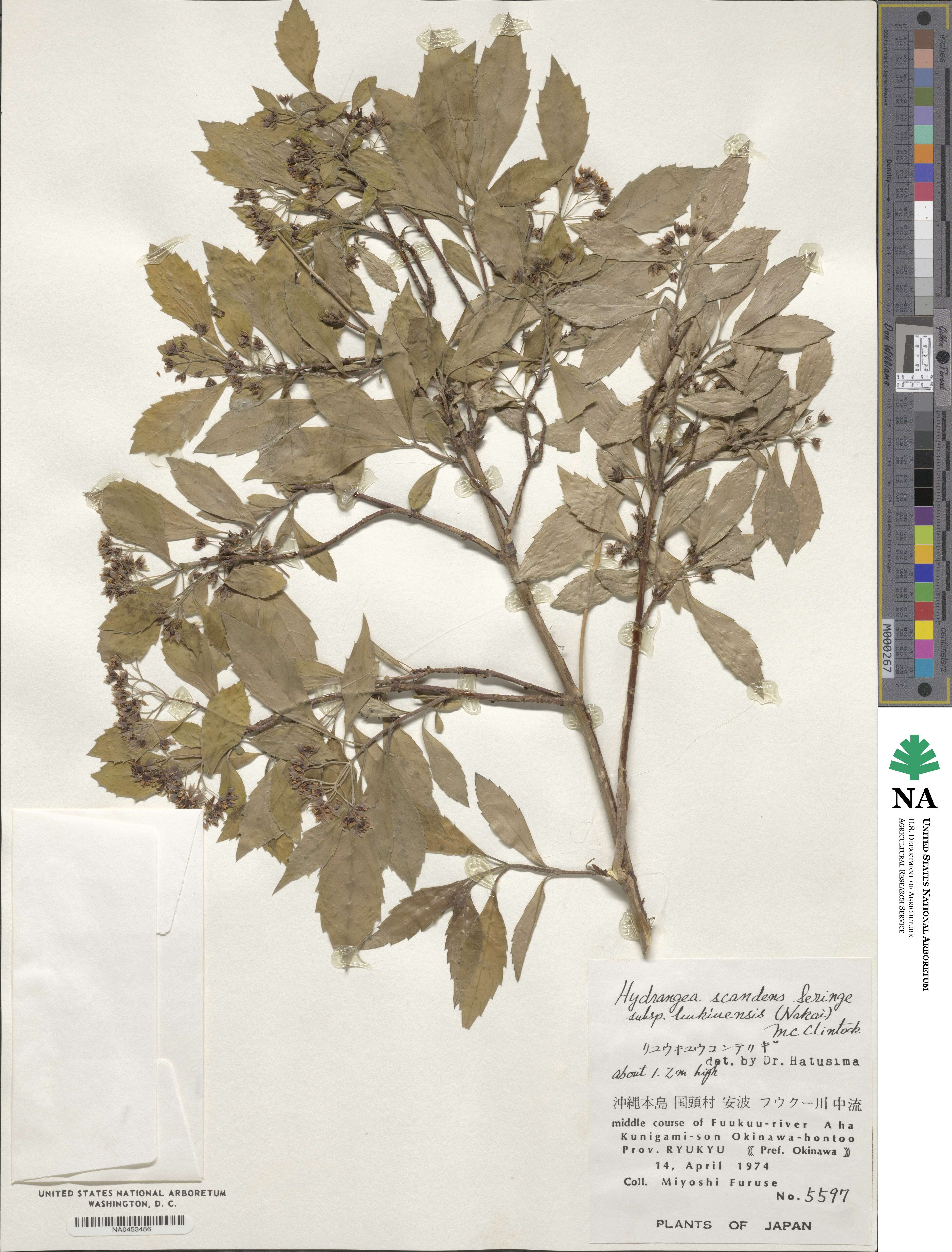 Hydrangea scandens subsp. liukiuensis image