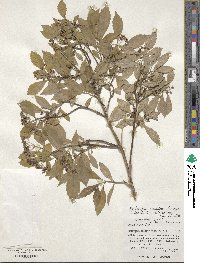 Hydrangea scandens subsp. liukiuensis image