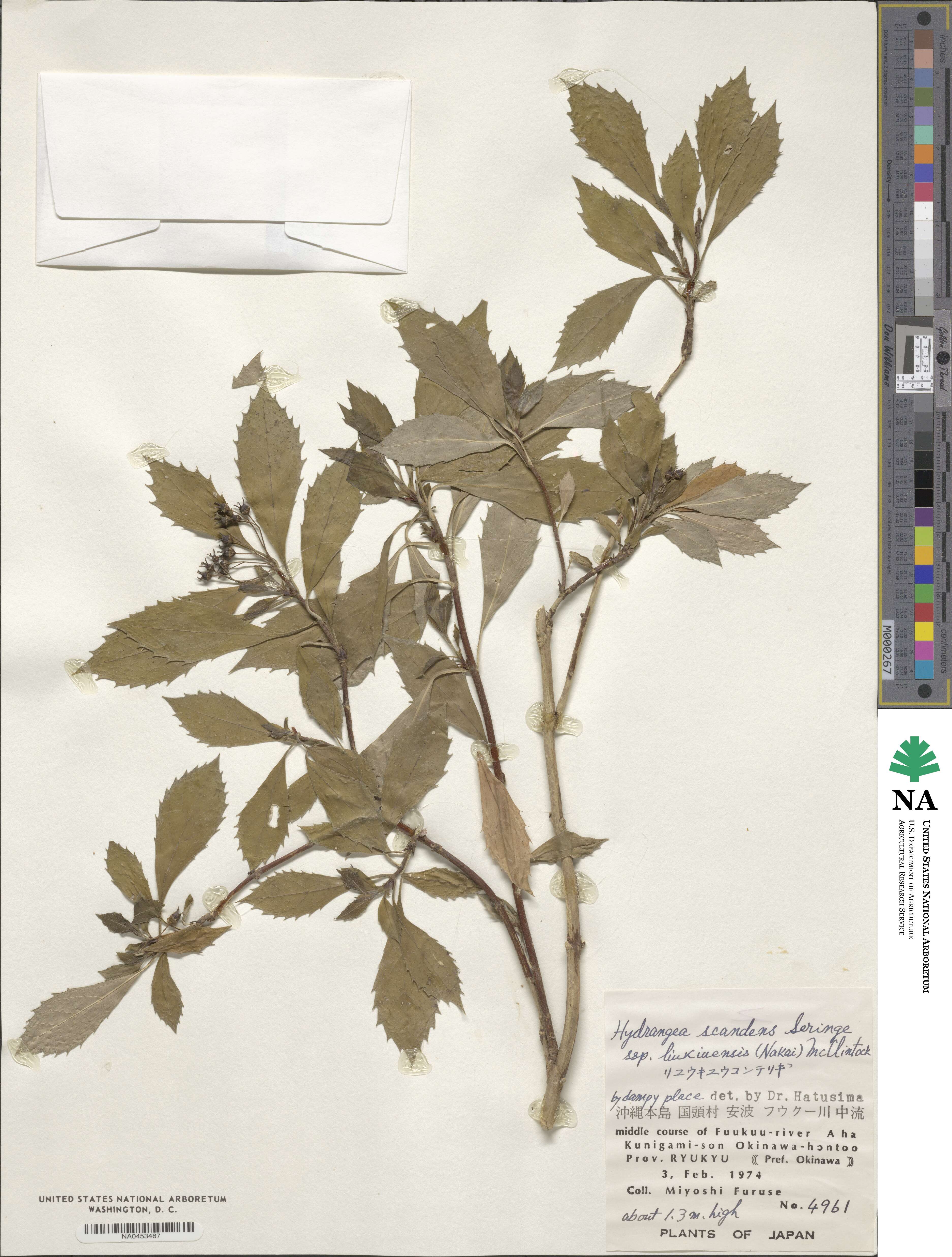 Hydrangea scandens subsp. liukiuensis image