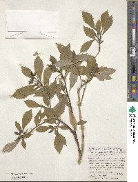 Hydrangea scandens subsp. liukiuensis image