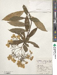 Hydrangea chinensis image