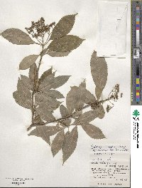 Hydrangea chinensis image