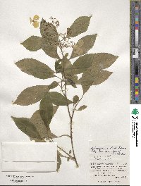 Hydrangea chinensis image