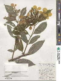 Hydrangea chinensis image