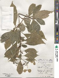 Hydrangea chinensis image