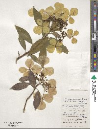 Hydrangea chinensis image