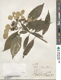 Hydrangea chinensis image