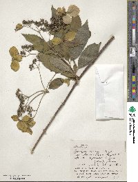 Hydrangea chinensis image