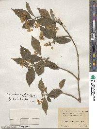 Hydrangea chinensis image