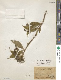 Hydrangea kwangtungensis image