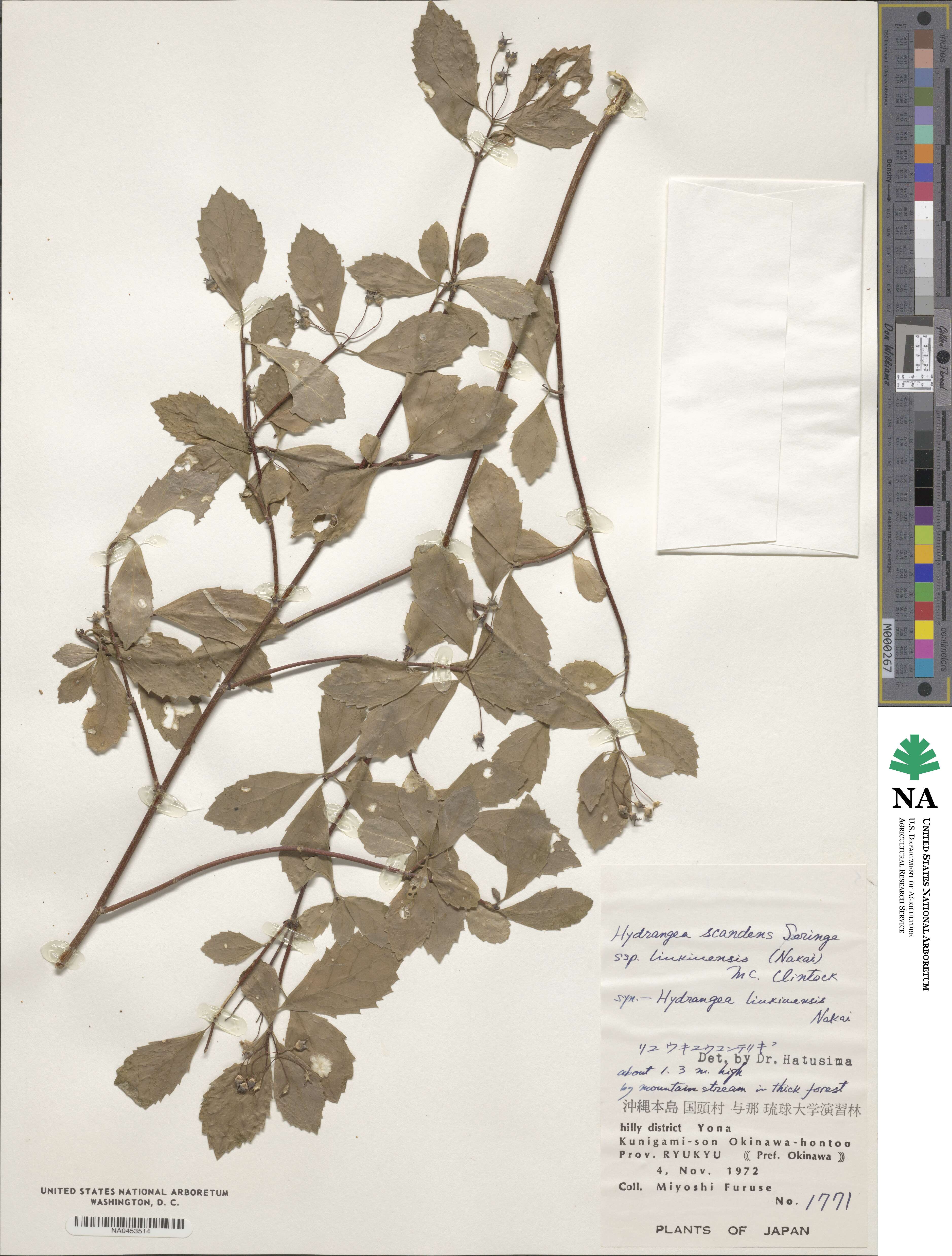 Hydrangea scandens subsp. liukiuensis image