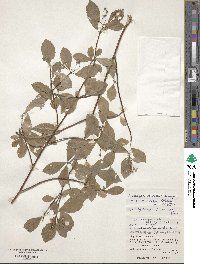 Hydrangea scandens image