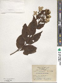 Hydrangea paniculata image