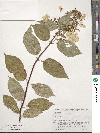 Hydrangea paniculata image