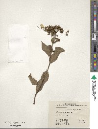 Hydrangea paniculata image