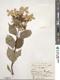 Hydrangea paniculata image