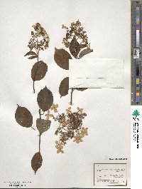 Hydrangea paniculata image