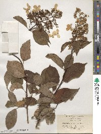 Hydrangea paniculata image