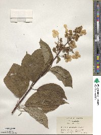 Hydrangea paniculata image