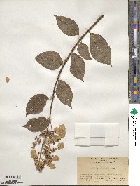 Hydrangea paniculata image