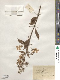 Hydrangea paniculata image